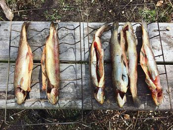 Close-up of fish hanging on grill