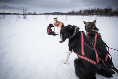 Woman standing on snow covered field