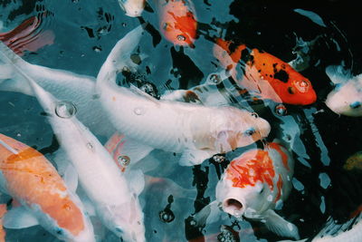 High angle view of koi carps swimming in water