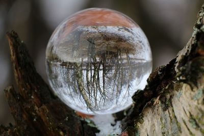 Close-up of crystal ball on tree trunk