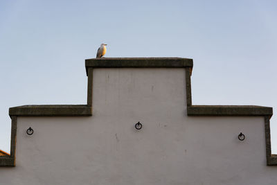 Low angle view of seagull on wall