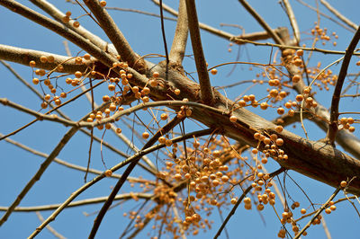 Low angle view of fruit bearing tree gainst clear sky