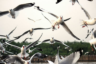 Low angle view of seagulls flying against sky