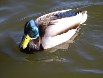 Duck on the lake at kienberg park berlin marzahn