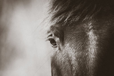 Close-up of a horse looking away