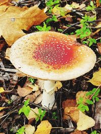 High angle view of fly agaric mushroom on field