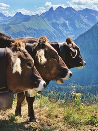 View of cow on mountain