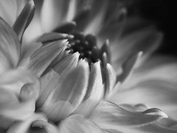 Close-up of fresh flower blooming outdoors