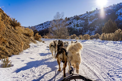 Dogsledding on snow covered mountain