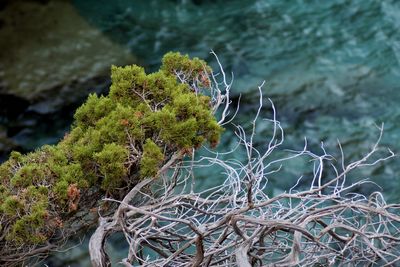 Close-up of plant growing on rock