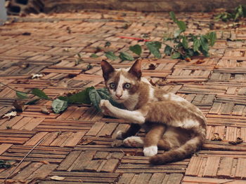 Portrait of cat