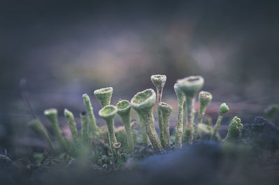 nature