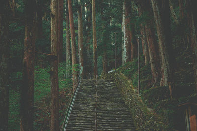 Empty road amidst trees in forest