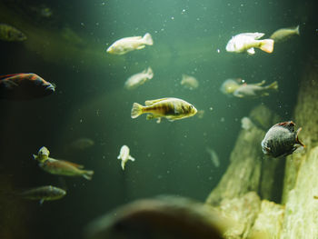 Close-up of fish swimming in aquarium