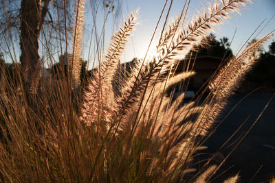 Close-up of wheat growing on field against sky