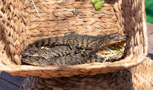 Close-up of lizard in basket