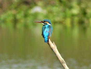 Common or little kingfisher