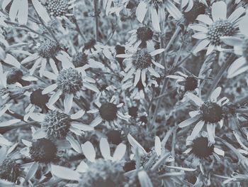 Full frame shot of flowers