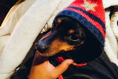 Close-up of person with dog on the bed in winter