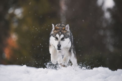 Dog running outdoors in winter