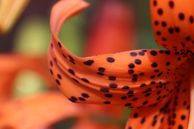 Close-up of a flower