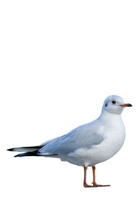 Close-up of seagull perching on white background