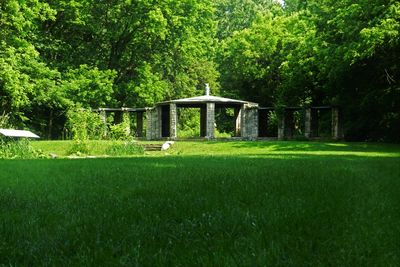 Trees on grassy field in park