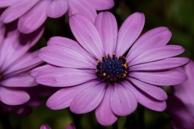 Close-up of pink flower