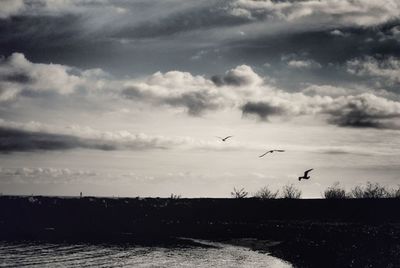 Birds flying over sea against sky