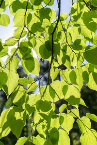 Low angle view of leaves on tree against sky