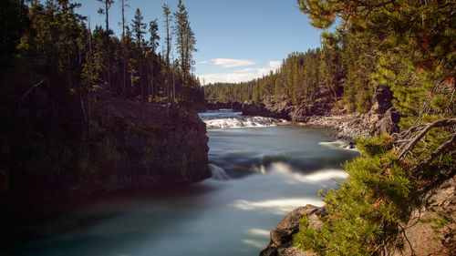 Scenic view of river amidst trees in forest against sky