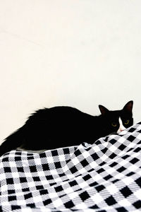 Portrait of cat relaxing on floor at home