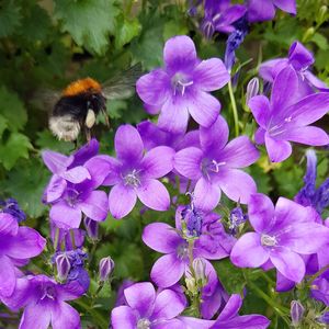 Close-up of honey bee pollinating on purple flowering plants