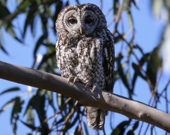 owl