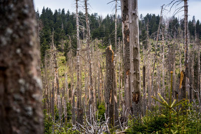 Pine trees in forest