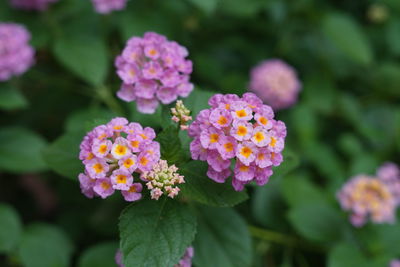 Close-up of pink flowering plants