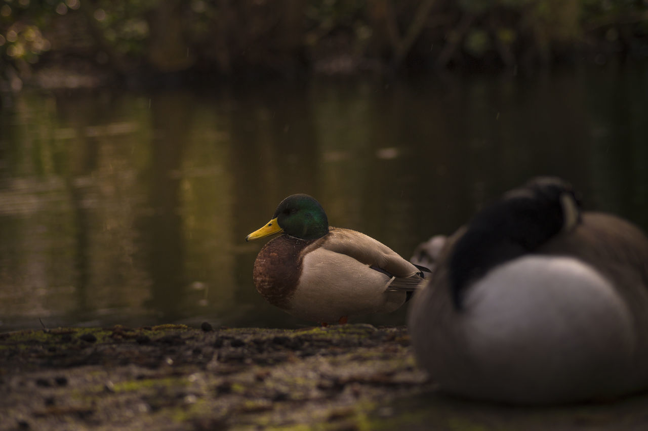 animals in the wild, animal themes, bird, wildlife, one animal, focus on foreground, duck, selective focus, nature, field, close-up, outdoors, beak, side view, day, grass, full length, two animals, lake, beauty in nature