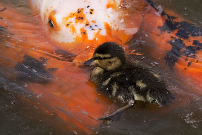 High angle view of bird swimming in lake