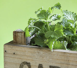 Close-up of fresh green wood