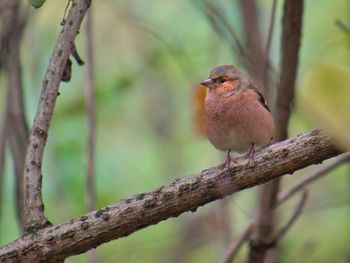 Close-up of bird perching on branch