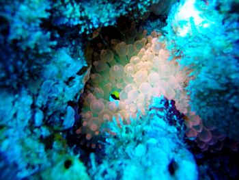 Close-up of fish underwater