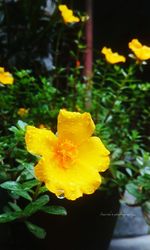 Close-up of yellow daffodil flower