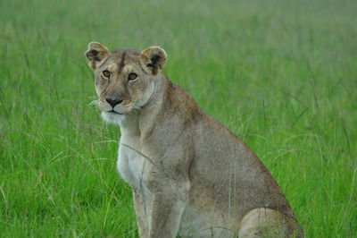 Portrait of lion on field