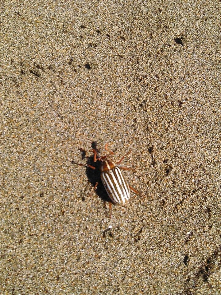 Ocea beach, san francisco