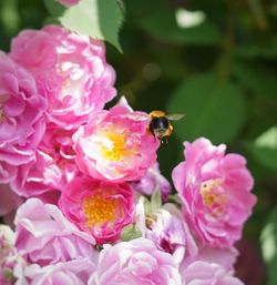 Close-up of bee on pink flowers