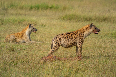 Spotted hyena guards bloody carcase beside another