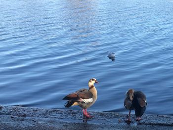 High angle view of birds on lake