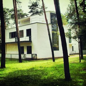 Trees in lawn with buildings in background