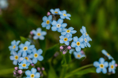 Close-up of white flowers