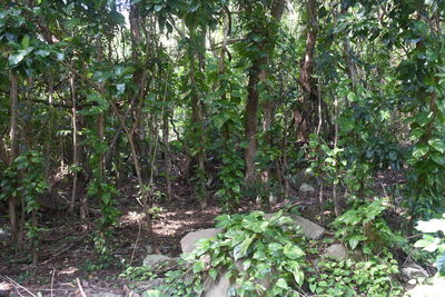 View of trees in forest